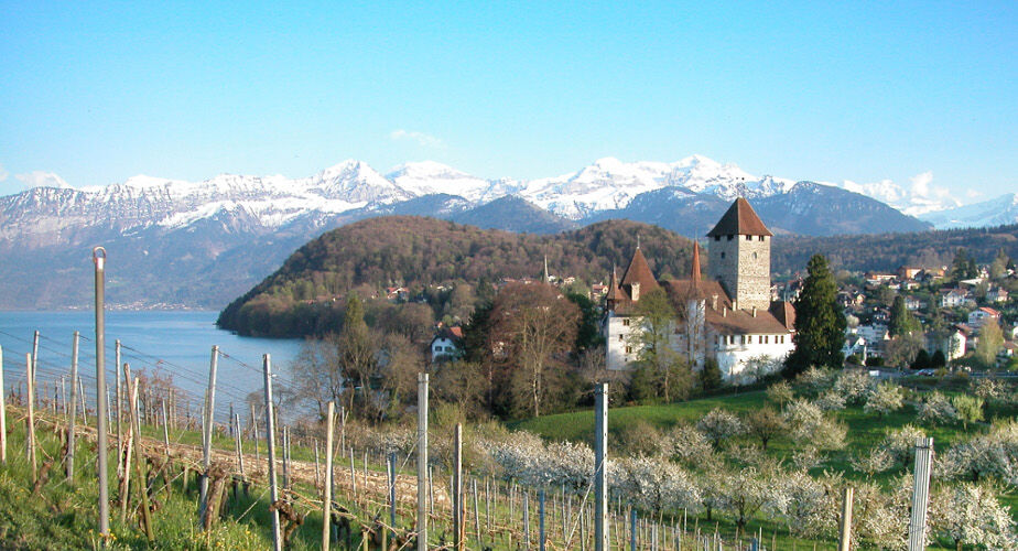 Blick vom Rebberg auf Schloss, Schlosskirche und Bucht von Spiez